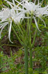 Northern spiderlily